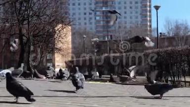 一群鸽子吃面包，在城市街道上起飞。 鸽子们挤在人行道上。 许多鸽子吃食物